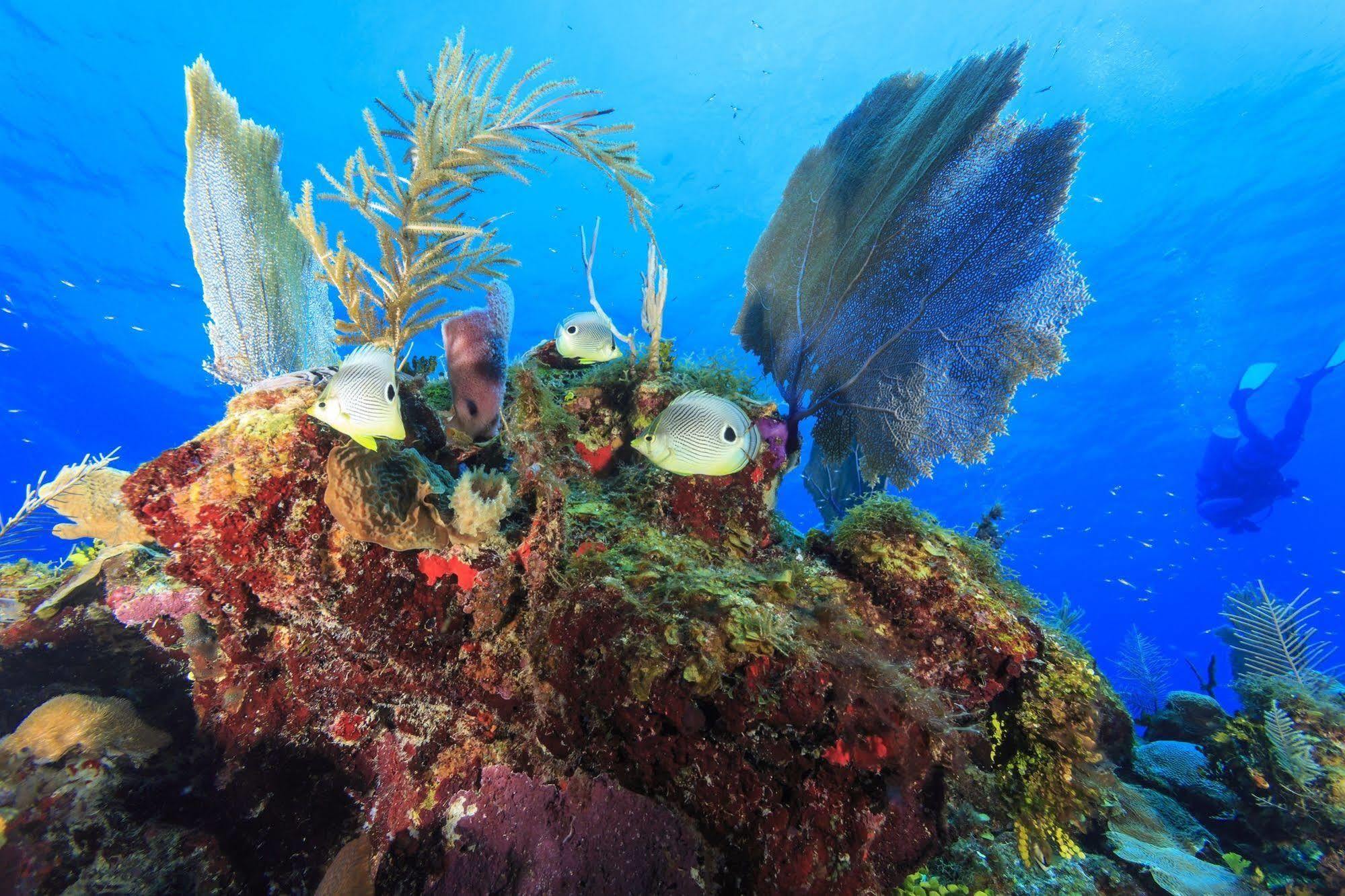 St. George'S Caye Resort Cidade de Belize Exterior foto